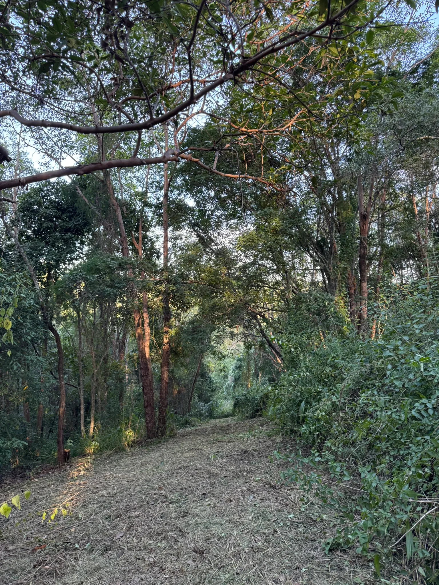 Slashed firebreak track cleared through bushland on an acreage property, Pullenvale