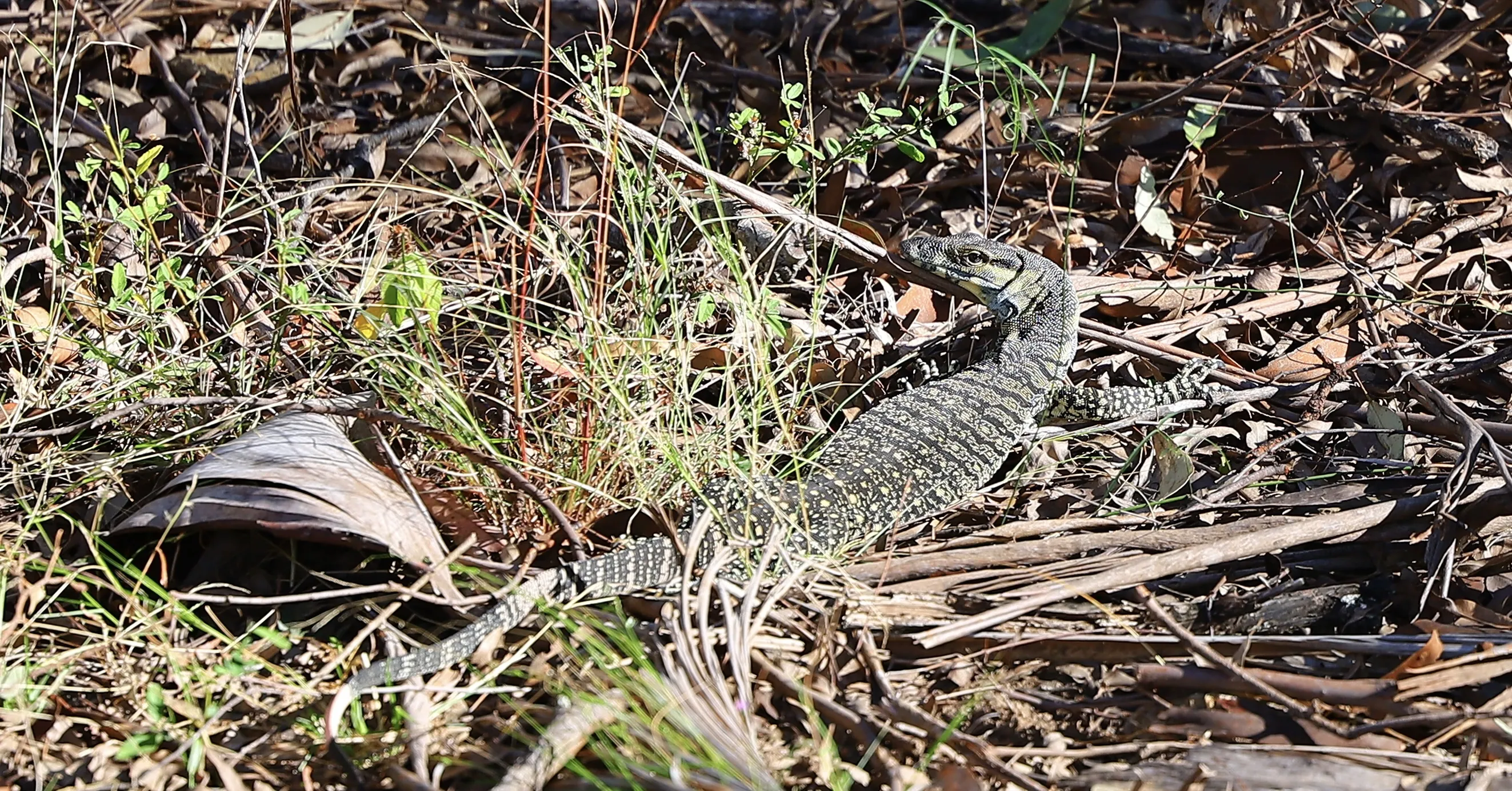 Goanna resting on leaf litter on the Haven Road property, Pullenvale