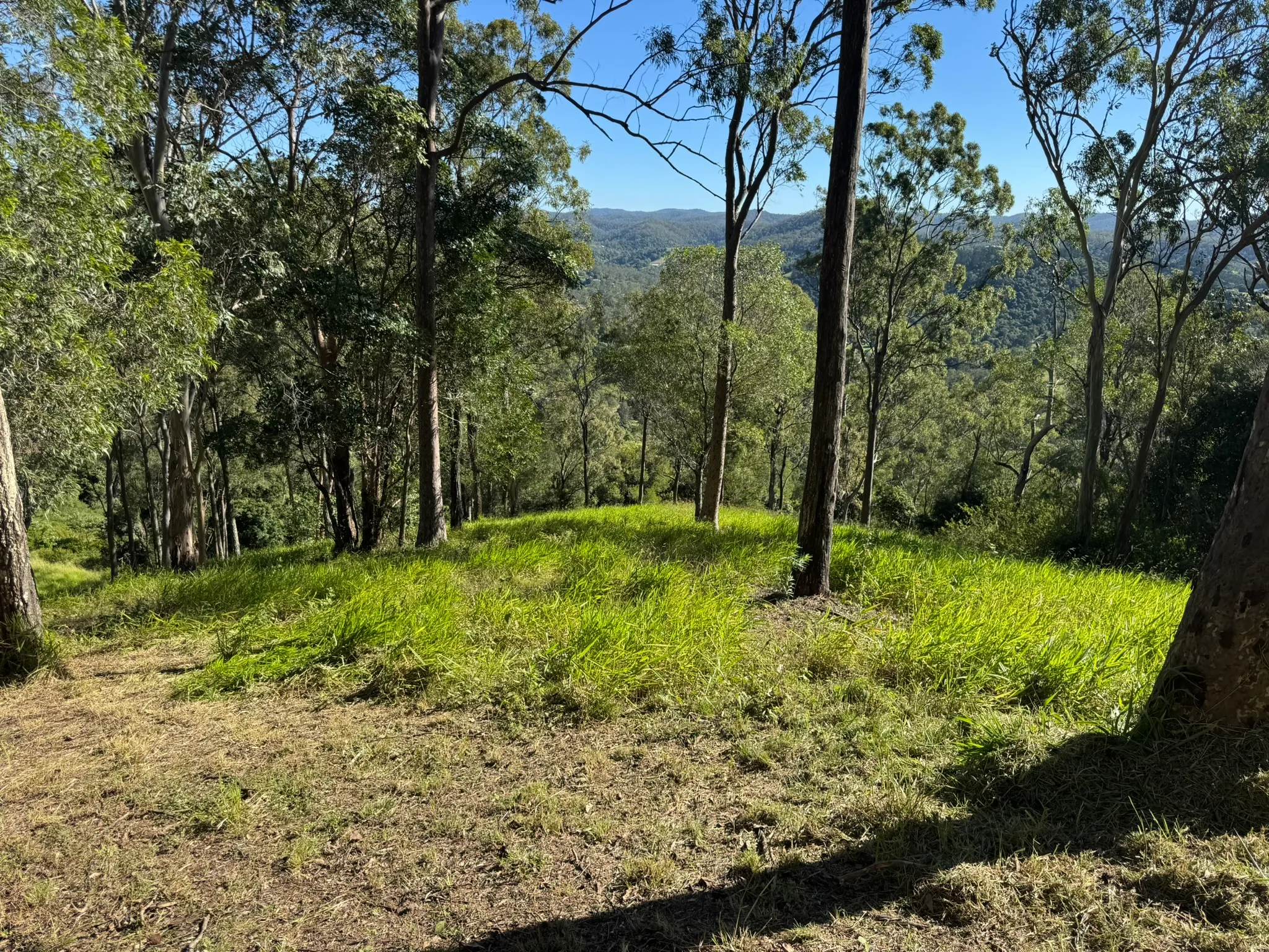 Long rank grass on an open ridge with distant valley views before mowing