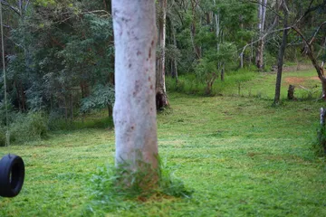 Mowed eucalypt slope with a tyre swing on a gum after finish mowing, Pullenvale