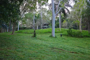 Open mowed eucalypt parkland with a palm and scattered gums after mowing, Pullenvale