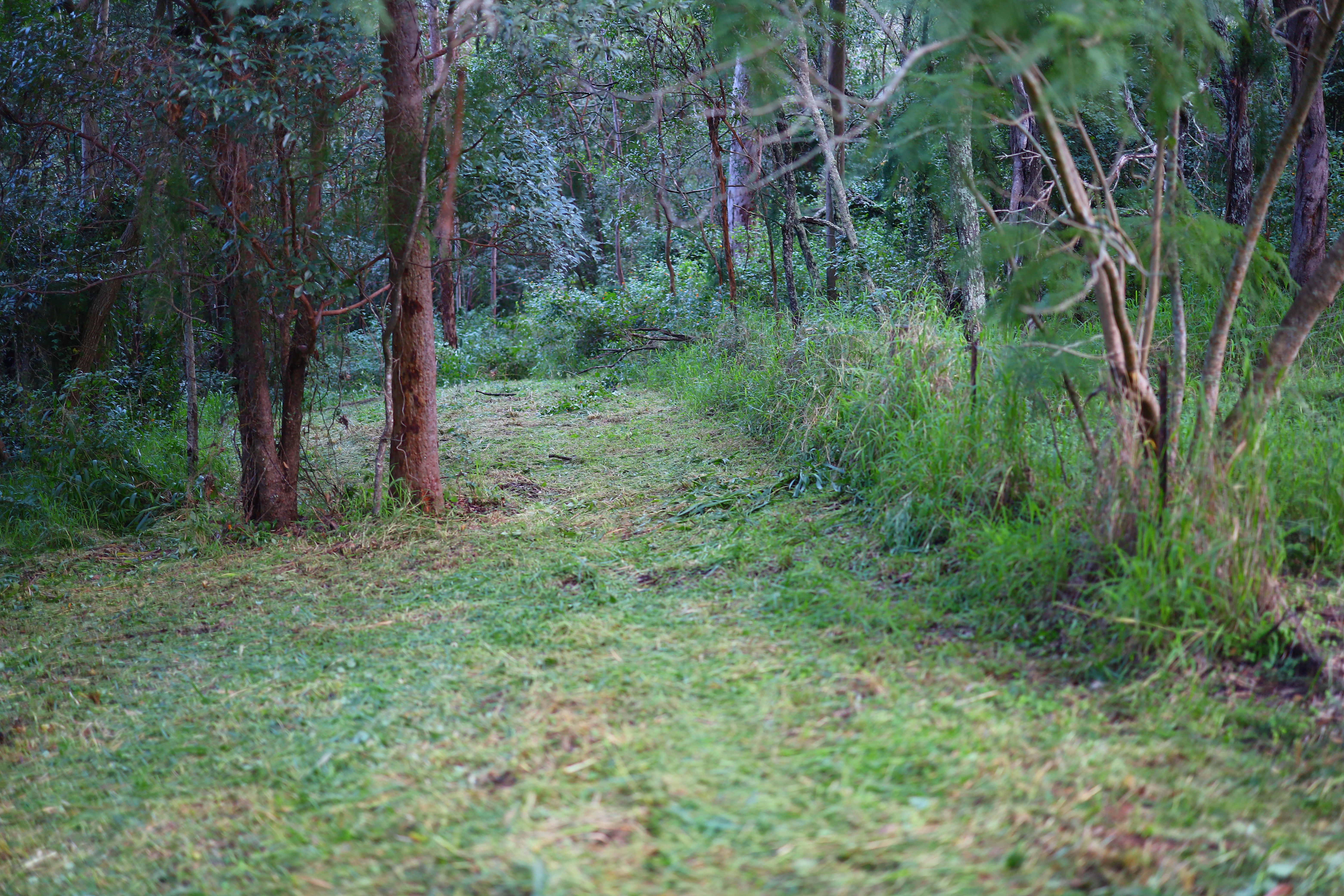 Mowed access track through dense bush, Pullenvale