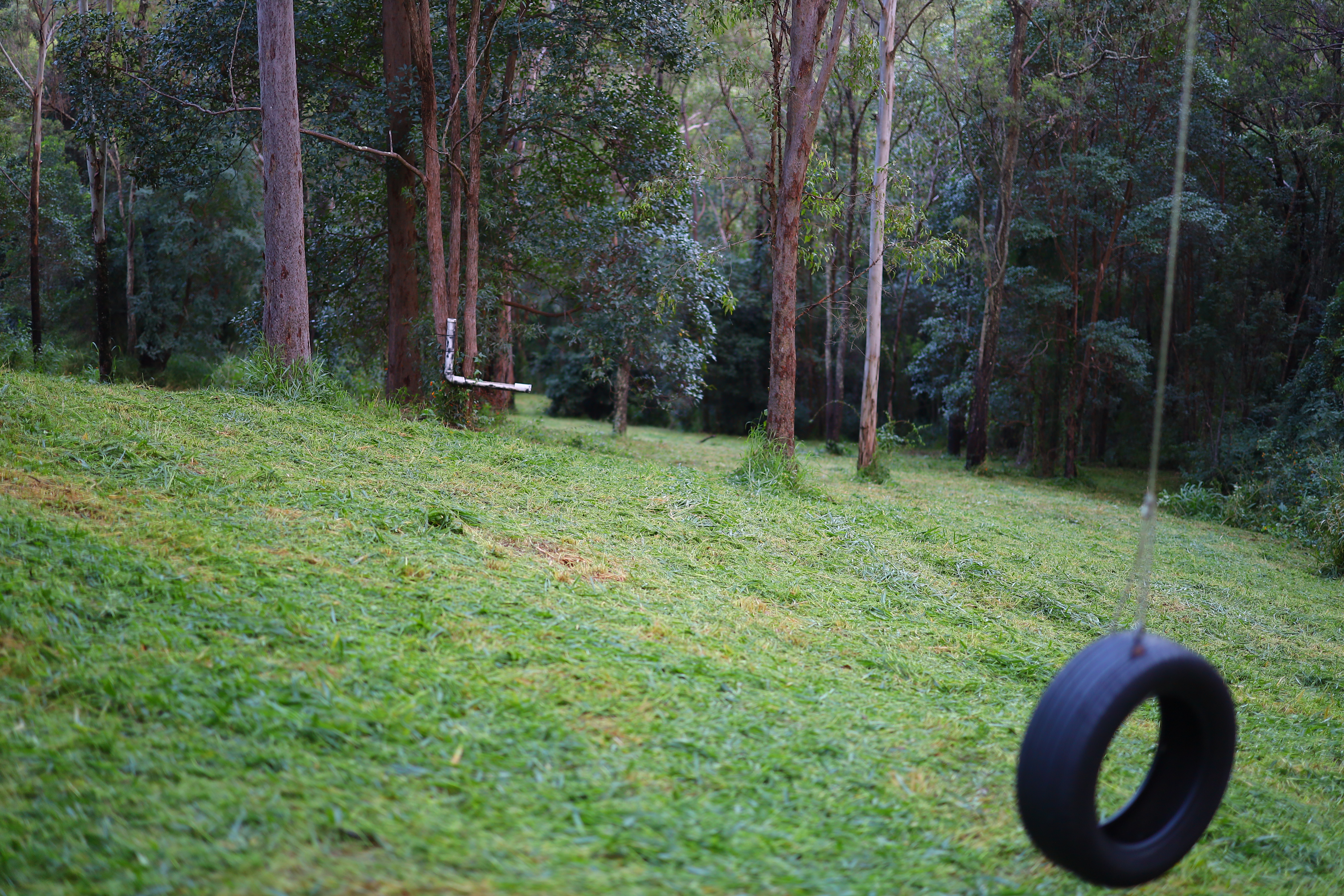 Mowed slope with eucalypts at dusk, Pullenvale