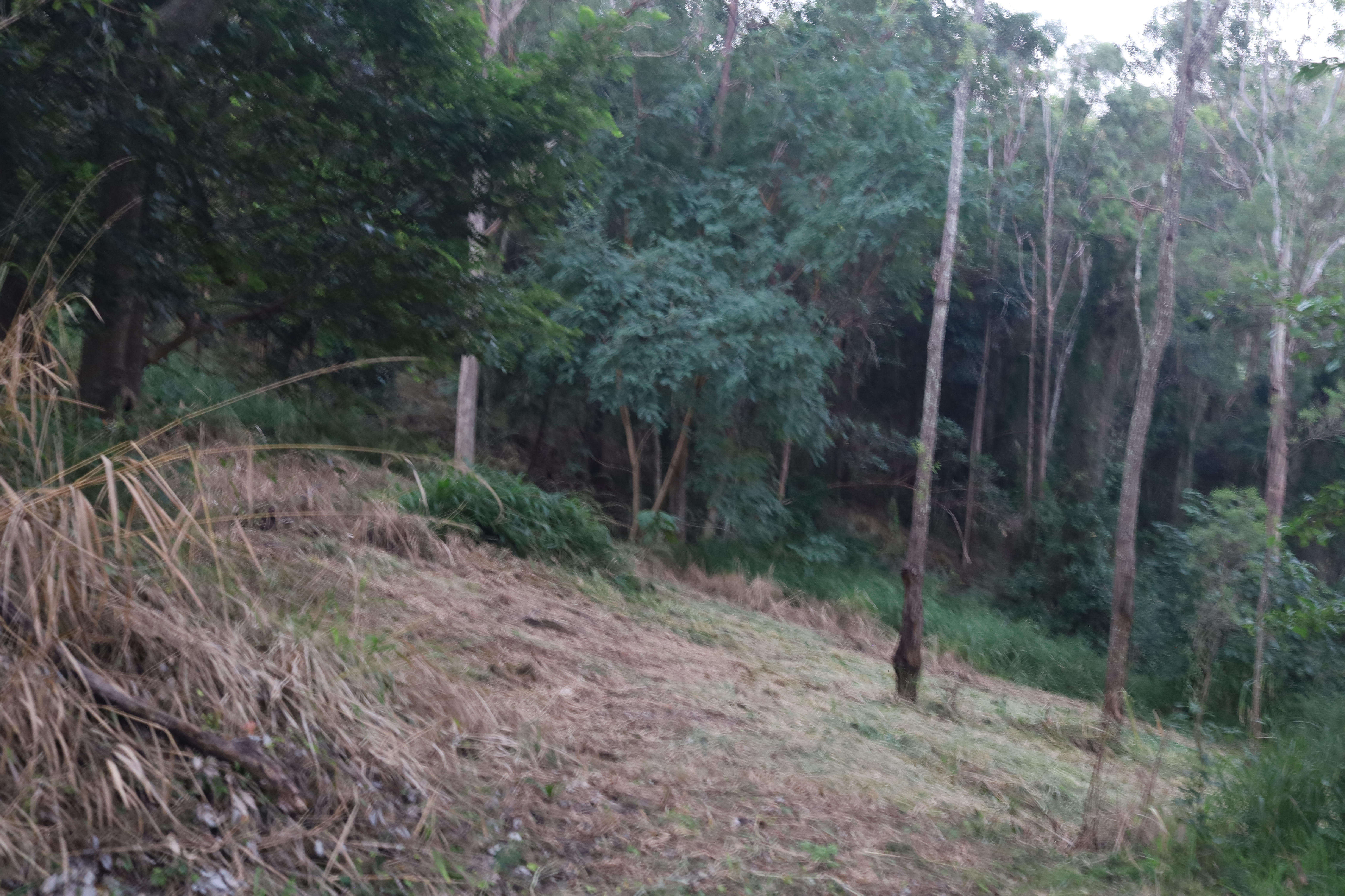 Mowed slope through eucalyptus woodland, Pullenvale