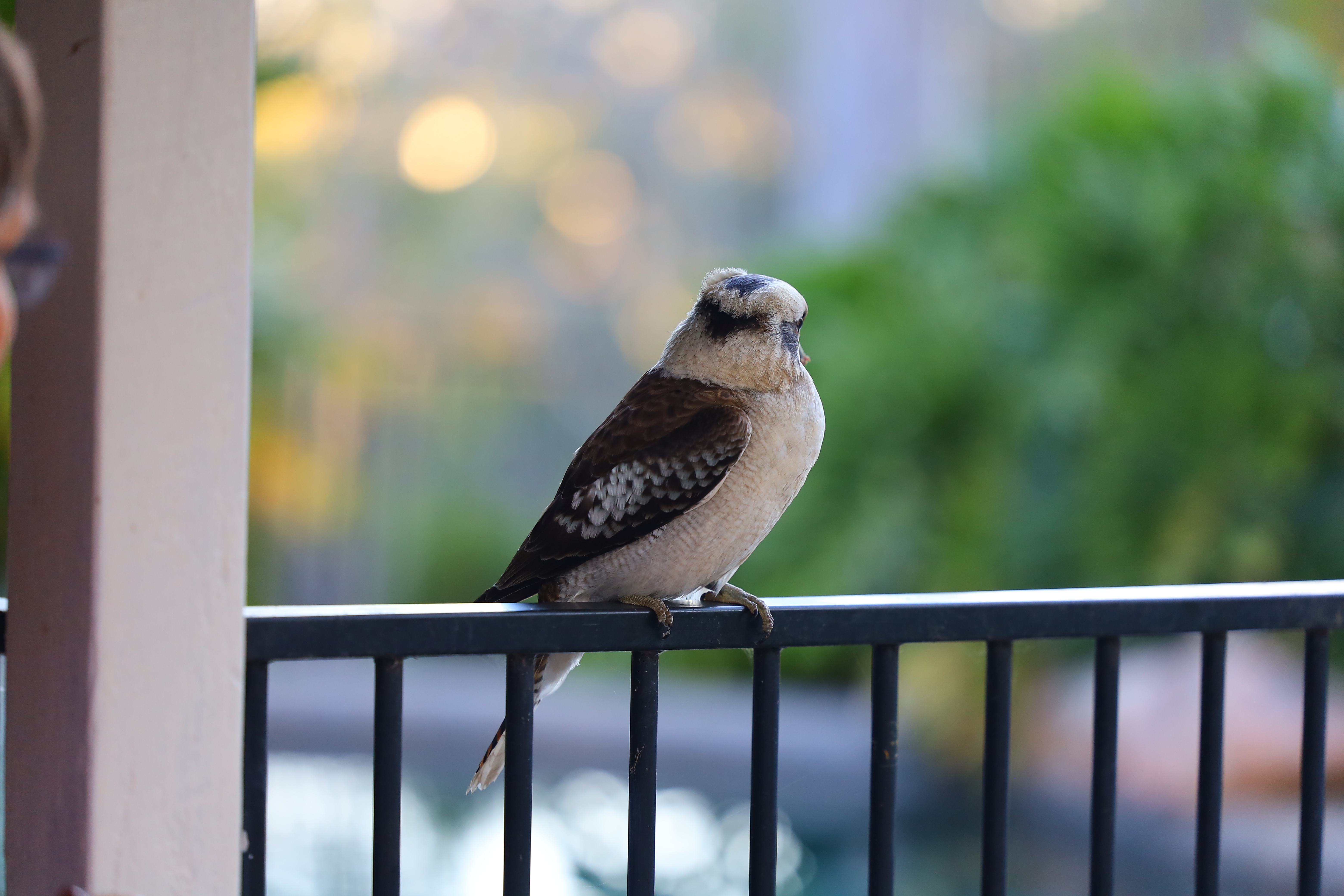 Kookaburra on fence railing, Pullenvale