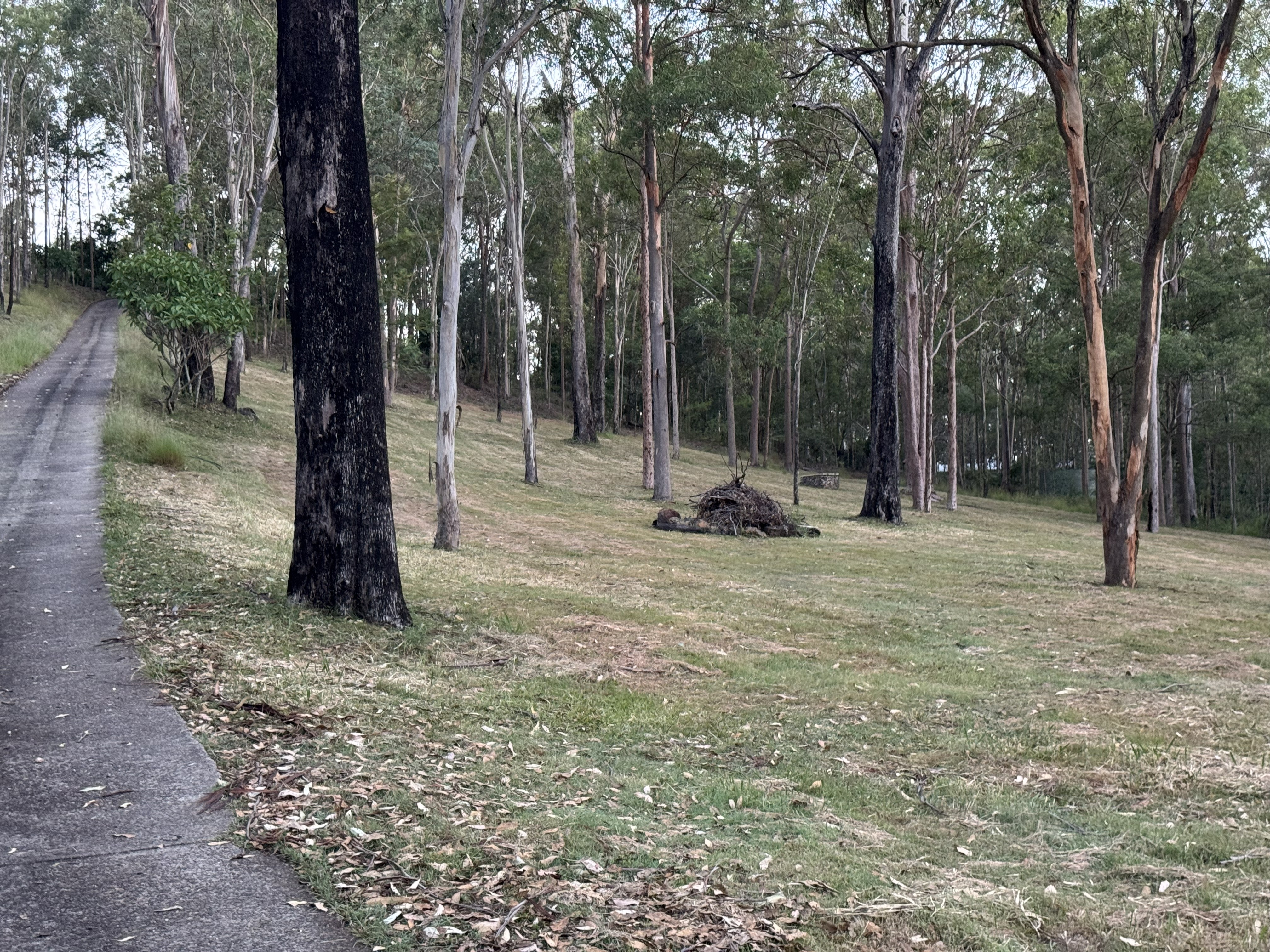 Neatly mowed eucalypt slope with driveway after finish mowing, Pullenvale