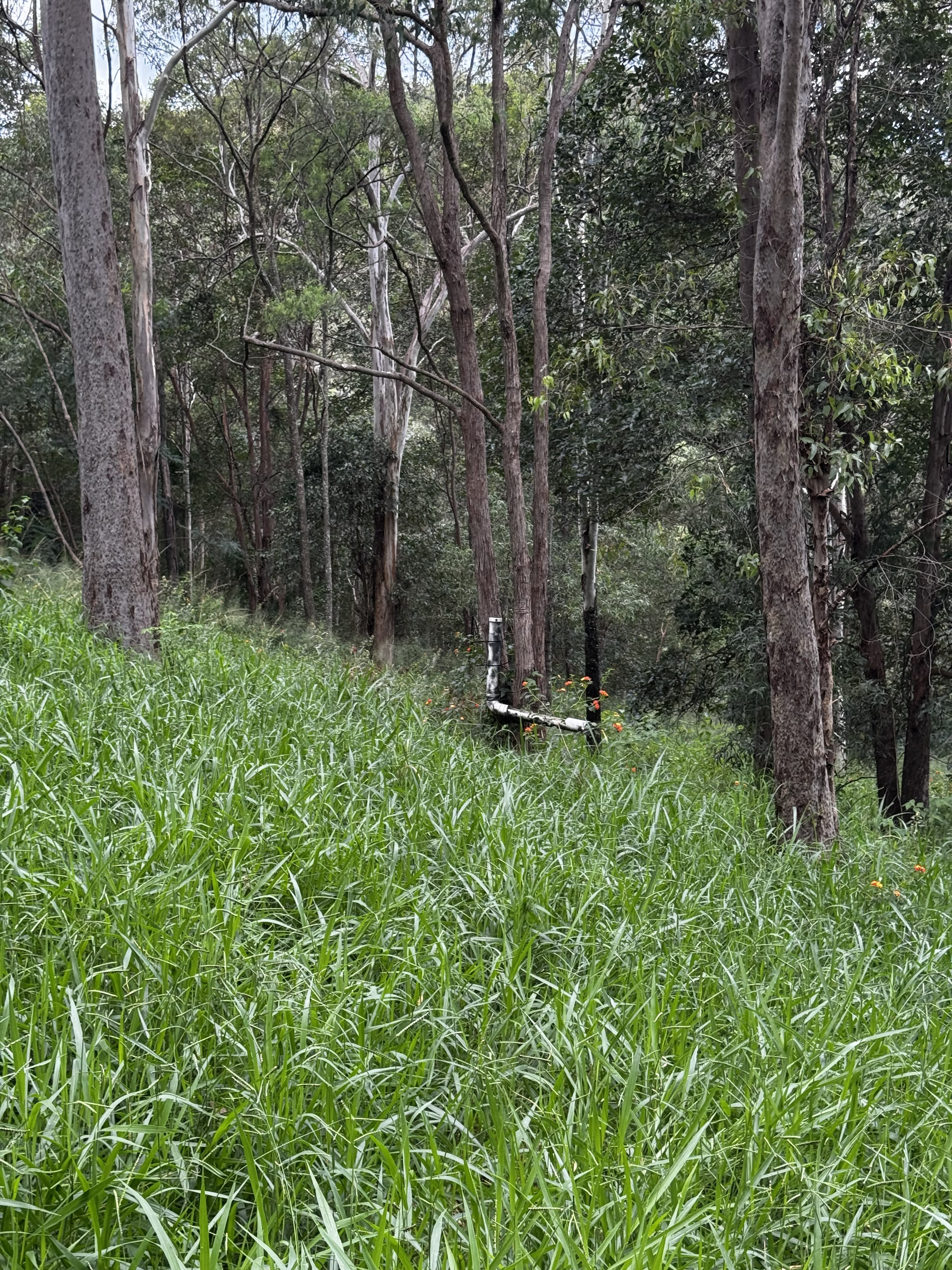 Dense long grass on a steep wooded slope before clearing, Pullenvale